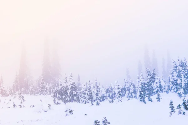 Snö Täckte Ett Träd Vintersäsongen Med Solnedgång Ljus Med Dimman — Stockfoto