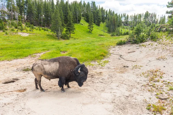 Bison Dans Parc National Pierre Jaune — Photo