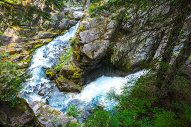 Cristian sonbahar bölgesinde, Rainier Ulusal Parkı 'nda, Wa, Usa