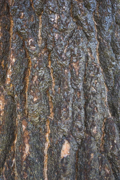 Padrão Casca Árvore Marrom Para Fundo Pronto Para Montagem Exibição — Fotografia de Stock