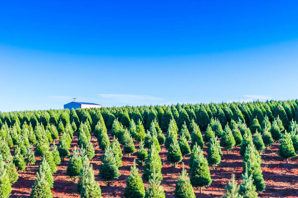 рождественские елки на красной земле в ферме, сельской местности
..