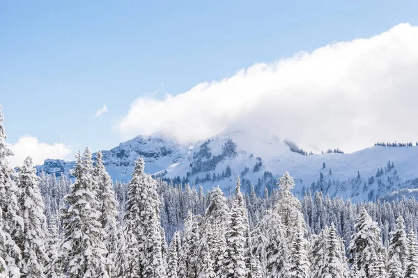 Sabahleyin Washington Abd Deki Rainier Dağı Ulusal Parkı Ndaki Kar — Stok fotoğraf