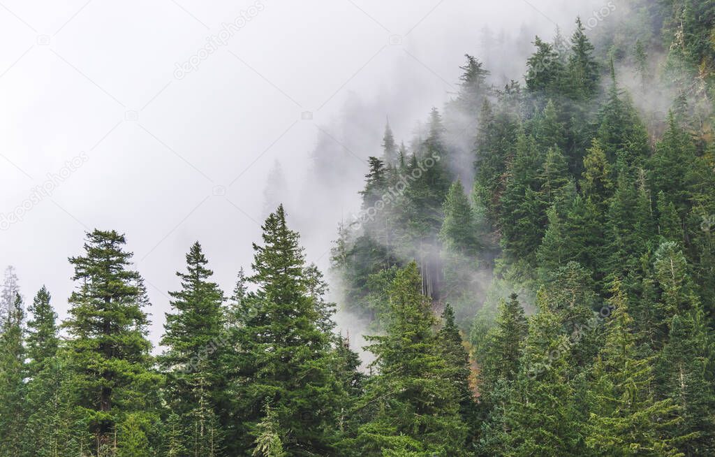 scenic view of mountain forests covering by fog..