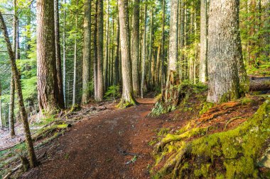 sabah orman içinde çok büyük ve uzun boylu ağaç doğal görünümü...