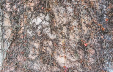 Beton duvar dokusu arkaplanının üzerine kuru kökler..