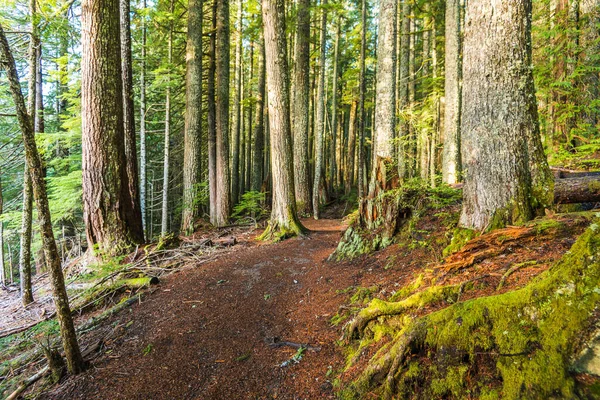 sabah orman içinde çok büyük ve uzun boylu ağaç doğal görünümü...