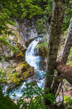 Cristian sonbahar bölgesinde, Rainier Ulusal Parkı 'nda, Wa, Usa