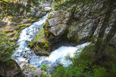 Cristian sonbahar bölgesinde, Rainier Ulusal Parkı 'nda, Wa, Usa
