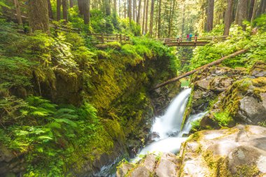 scenic view of  Sol duc  water falls area  in mt Olympic National park,Washington,usa. clipart