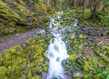 Aşıkların şeridi düştü, sular daha önce Sol Duc 'a düştü Olimpiyat Ulusal Parkı bölgesinde, Washington, ABD.