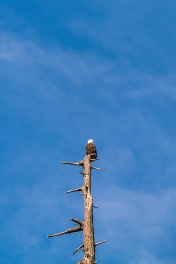 Bir kartal ağacın tepesinde, mavi gökyüzüne karşı..