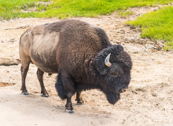 Bison Parc National Pierre Jaune — Photo