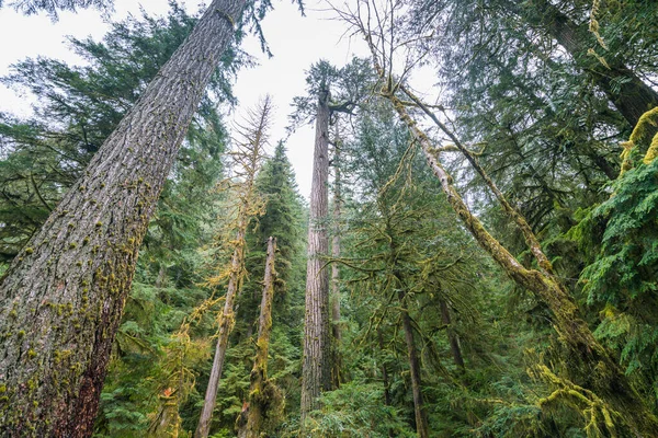 Viel Wald Olympic National Park Washington Usa — Stockfoto