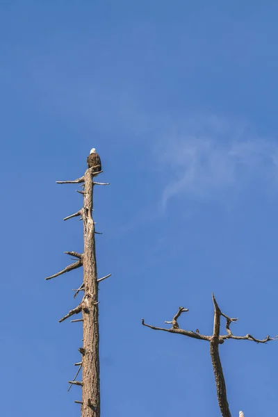 Ein Adler Auf Der Spitze Des Baumes Gegen Den Blauen — Stockfoto