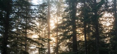 Sabah Baker Dağı 'na giden yol manzarası, Washington, ABD..