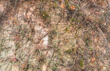 Beton duvar dokusu arkaplanının üzerine kuru kökler..