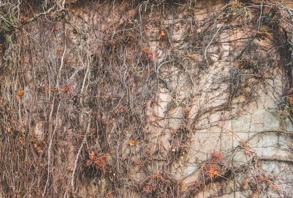 Ξηρές Ρίζες Καλυμμένες Φόντο Τσιμεντένιας Υφής Τοίχου — Φωτογραφία Αρχείου