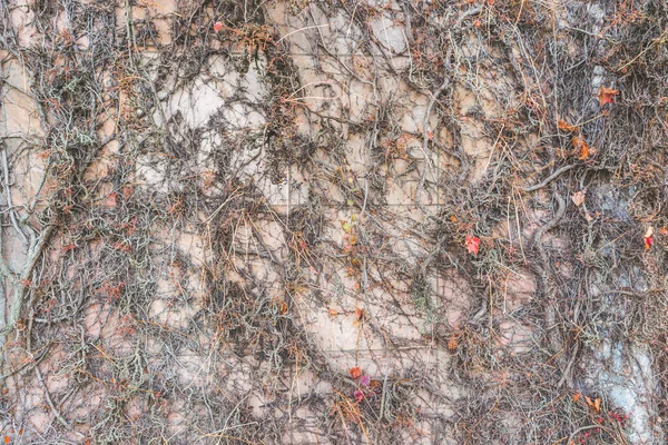 Ξηρές Ρίζες Καλυμμένες Φόντο Τσιμεντένιας Υφής Τοίχου — Φωτογραφία Αρχείου
