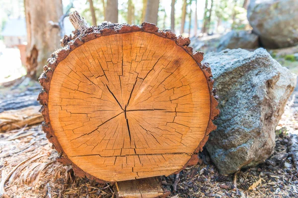 tree cut in the wood.