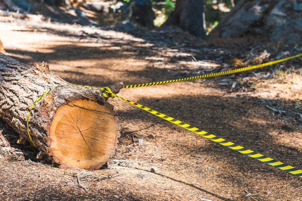 tree cut in the wood.