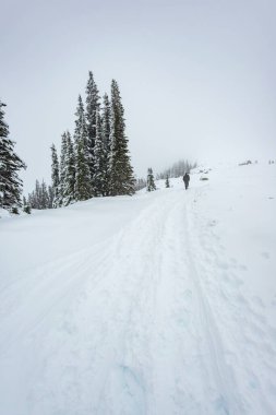 Dağa doğru yürüyen bir adam cennet bölgesinde karla kaplı bir yolda yürüyor. Rainier Dağı Ulusal Parkı manzaralı, Washington, ABD..