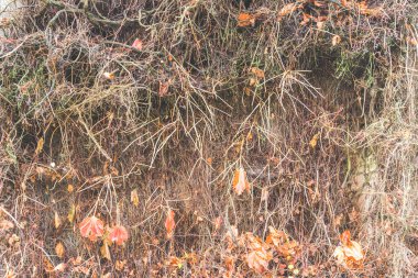 Beton duvar dokusu arkaplanının üzerine kuru kökler..
