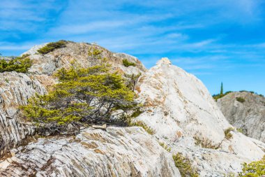Beyaz Kaya ve Ağaç, Shuksan Dağı 'nın manzaralı manzarası Sanatçı Noktası, yaz, Washington, ABD..