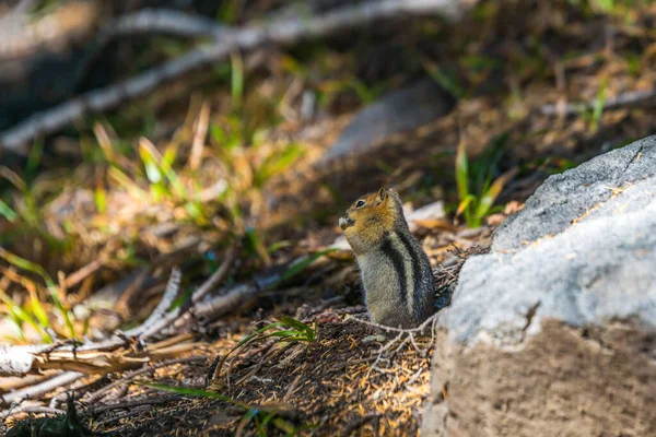 Golden Mantled Squirrel Ground — Stock Photo, Image