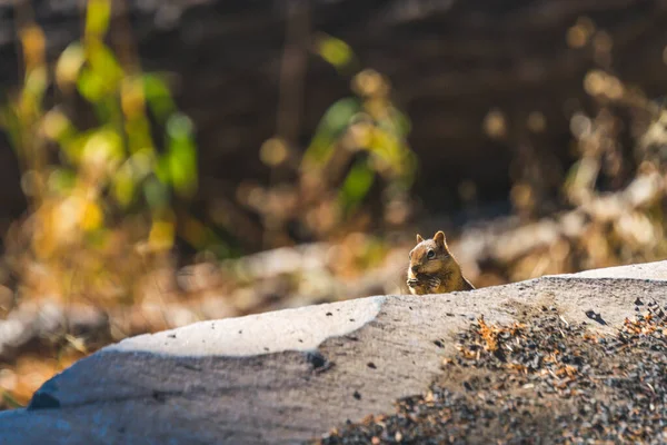 Χρυσαφένιος Σκίουρος Στο Έδαφος — Φωτογραφία Αρχείου