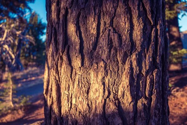 Живописный Вид Дерево Закатом Света Винтажный Стиль — стоковое фото