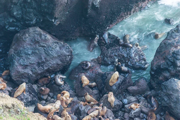 Lot Sea Lion Sea Lion Cave Oregon Coast Usa — стоковое фото