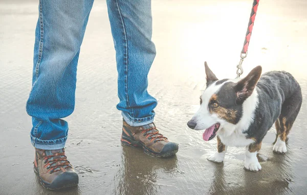 Oude Hond Het Strand — Stockfoto