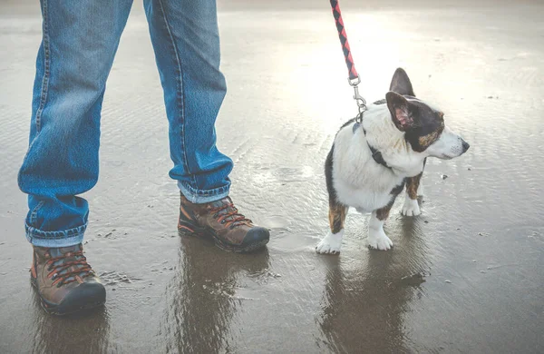 Oude Hond Het Strand — Stockfoto