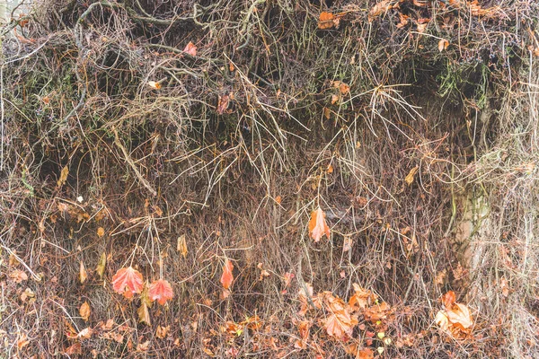 Beton duvar dokusu arkaplanının üzerine kuru kökler..