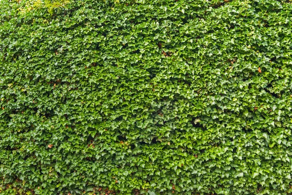 Grüne Blätter Wandhintergrund Grüne Wand — Stockfoto