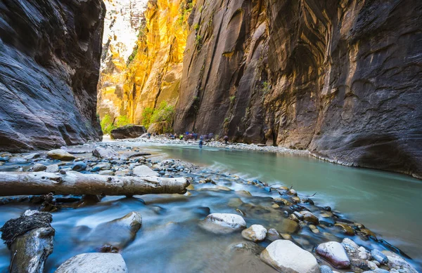 Zion Estrecho Con Río Vergin Parque Nacional Zion Utah —  Fotos de Stock