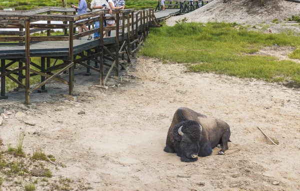 Jeden Bizon Oblasti Gayser Žlutém Kameni — Stock fotografie