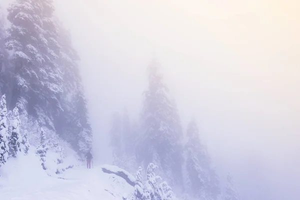 Man Snow Forest Fog Rainier National Park Washington Usa — стоковое фото