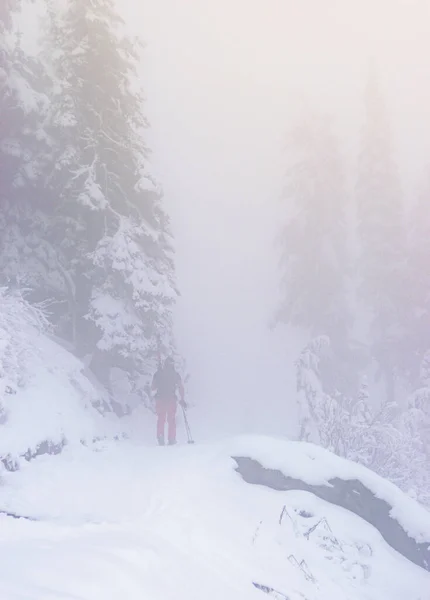 Ένας Άνθρωπος Στο Δάσος Χιόνι Ομίχλη Στο Rainier National Park — Φωτογραφία Αρχείου