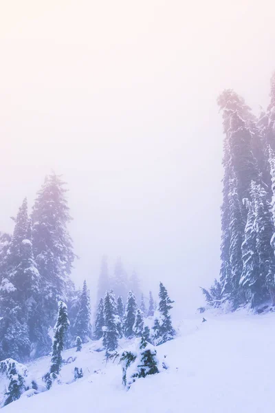 Снег Покрыл Дерево Зимний Сезон Закатом Света Туманом Небе — стоковое фото