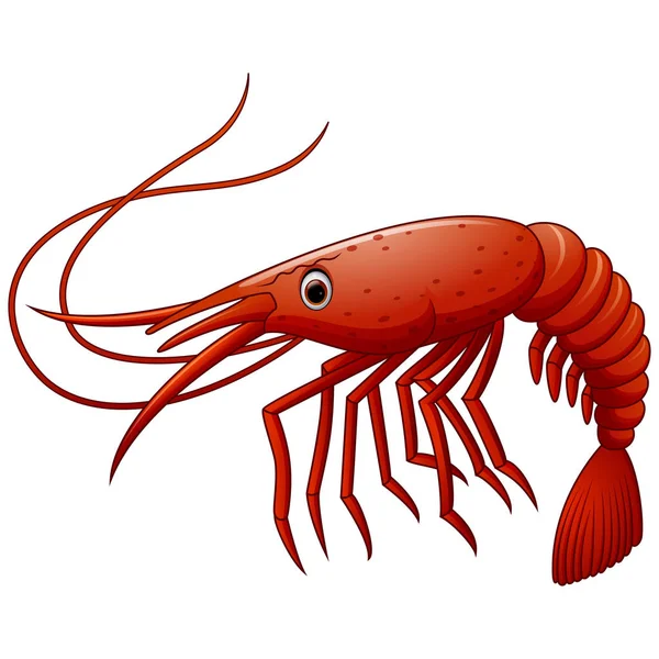 Mignon dessin animé crevettes illustration — Image vectorielle