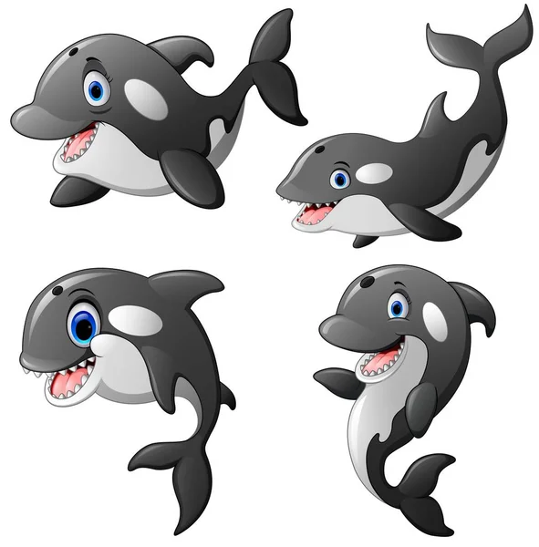 Killer whale set cartoon — Stock Vector