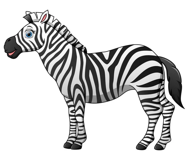 Glücklich Zebra Karikatur isoliert auf weißem Hintergrund — Stockvektor