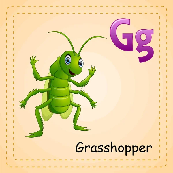 ตัวอักษรสัตว์: G สําหรับ Grasshopper — ภาพเวกเตอร์สต็อก