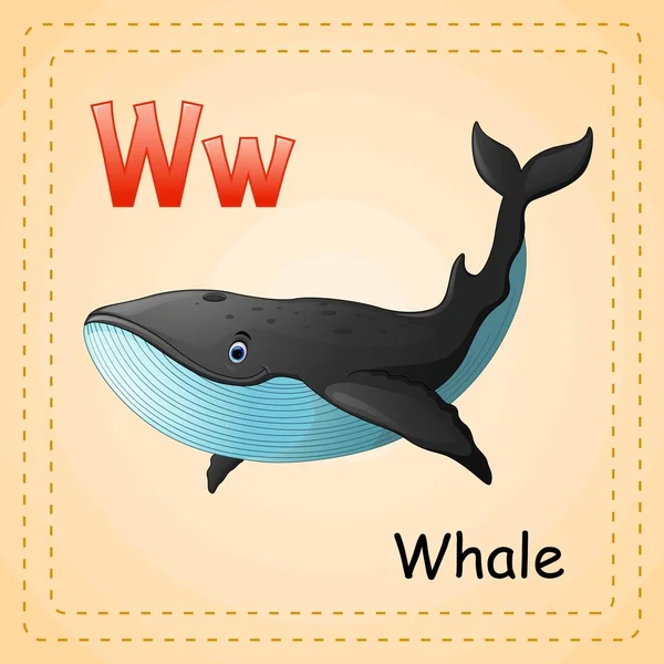 Dieren alfabet: W is voor Whale — Stockvector