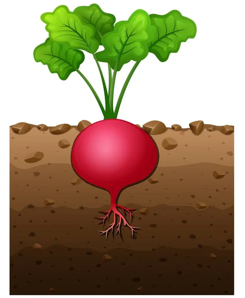 Radis rouge plante avec des racines illustration souterraine — Image vectorielle