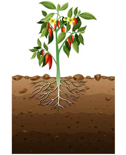 Planta de Cayena con ilustración subterránea de raíz — Archivo Imágenes Vectoriales