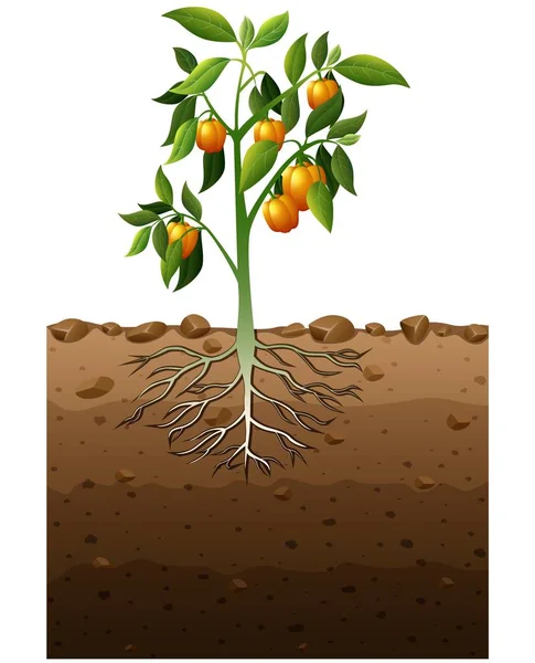 Planta de pimiento naranja con ilustración subterránea de raíz — Archivo Imágenes Vectoriales