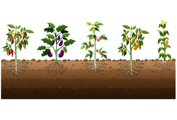 Verschillende soorten planten die groeien in de tuin — Stockvector