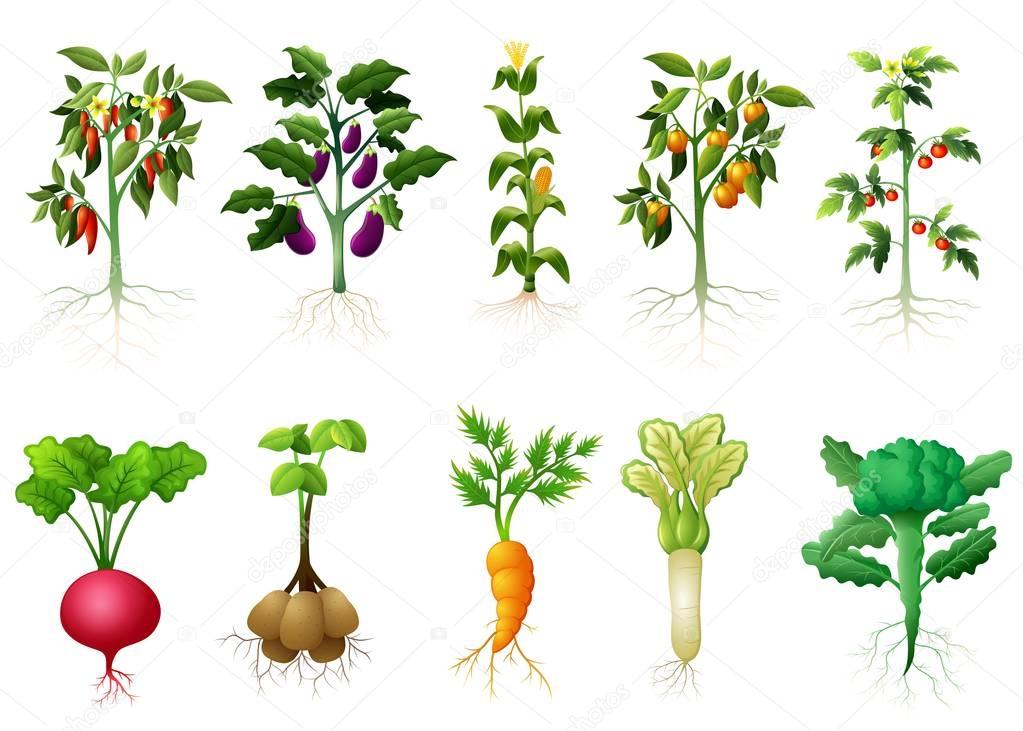 Many kind plant of vegetables with roots illustration